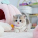 빵실 | 블루골드바이 먼치킨브리티쉬 남아 빵실두상 빵실체형 소개해요~!