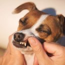 개털도사 이미지