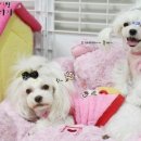 (주)펫앤조이 네이버블로그