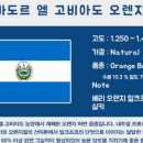 릴라이어블 이미지