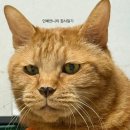 인밸 | 당뇨 고양이 인배의 한여름 건강검진 후기 - 검진과 추가 상담