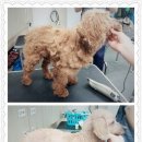 오렌지애견 이미지