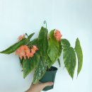 오렌지드롭(Orange Drop) 이미지