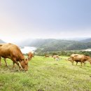 시원목장 이미지