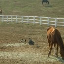 꽃돌이목장 이미지