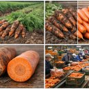 양씨네농장 | 🥕[1] 올해 당근, 시즌 초반은 이렇게 보입니다