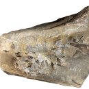 유구농장 | 영국 도로공사 현장서 어룡 두개골 출현