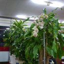 진국명국 이미지