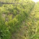 풀꽃농장 이미지