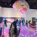 슬기로운 뇌과학 생활 | 골때리는 뇌과학 후기ㅣ국립부산과학관 특별전시 아이와 체험 후기