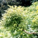 비양도의 비양나무자생지 이미지