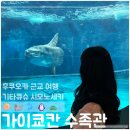 칸 | [10월 후쿠오카] Day 4. 기타큐슈 여행 시모노세키 카이쿄칸 수족관 후기