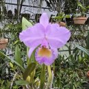 Cattleya trianaei concolor &#39;Orion&#39; 카틀레야 트리아네 콘컬러 &#39;오리온&#39; 이미지