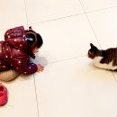 나도 고양이 생겼다 이미지
