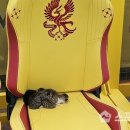 광주 벤치에서 태어난 아기 고양이 네 마리, 어린이날 승리의 상징될까? 이미지