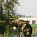 반려동물관리사자격증 이미지