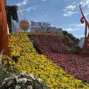 돼지천만마리 | 2025 익산 천만송이 국화축제 기간 주차정보 공연 실시간 개화현황 방문후기