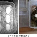 멸종위기종 구렁이, 인공부화 성공​ 이미지