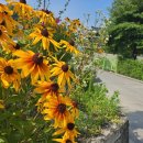 딸부자 꼬마김밥 태장1동점 | 아침 출출할땐 태장1동 딸부자꼬마김밥