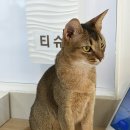 꼬마호프 | [일상] 김해 데이트 고양이카페 / 김해 율하 CGV 리클라이너 '호프' 후기