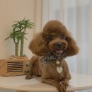 몽띠끄펫 이미지