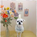 하이뭉치(Hi Moongchi) | 가위컷전문 우리 강아지에게 최고의 경험을 선사한 하이뭉치 지제동삭점 후기