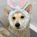 프랑소와펫 신세계대전점 이미지