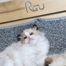 이안 캐터리 이미지