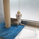 압구정 동물의료센터 이미지