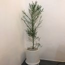 플라워엘 이미지