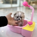 제이애견샵 이미지