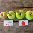 늘햇살농원 | 🍎 김제 청하농원 사과즙, 자연의 달콤함을 그대로 담다– 감사한 마음을 전하는 후기 –