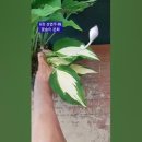 자생종 일월비비추 산반 무늬종에서 설백 중투무늬 발현/주작원 유튜브-YouTubu 채널 숏츠영상 공유 이미지