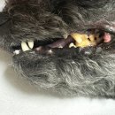 선덴탈 | 플라그오프 덴탈케어본 N년째 먹이고 있는 찐후기(강아지치석제거껌추천)feat.내돈내산