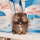 강아지분양 애견분양 꽃강아지 광진점 이미지