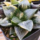 이그니스 이미지