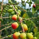 음성농장 이미지