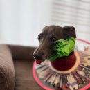 킨더펫(Kinder pet) | 대구 강아지유치원 젠틀펫 킨더 둔감화훈련