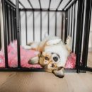 강아지 켄넬 이미지