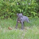 퍼피 켄넬 이미지