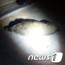 농협사거리(단원) 이미지