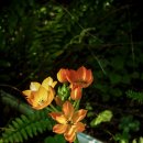 물향기공원 이미지