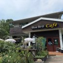 블루버드(BLUE BIRD) | 인천 논현동 분위기 좋은 도심 속 숲속 카페 추천 블루버드카페 (Blue Bird) | 주차 가능