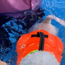 바오도그 이미지