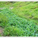 정화목장 이미지