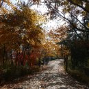 상도근린공원 산책로 이미지