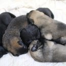 봉주르봉구 이미지