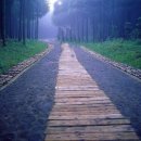 새벽-숲 이미지