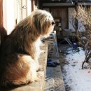 코리아동물약품 이미지