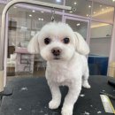 그루밍시즌 | 청주애견미용 잘하는 그루밍공화국 방문 후기